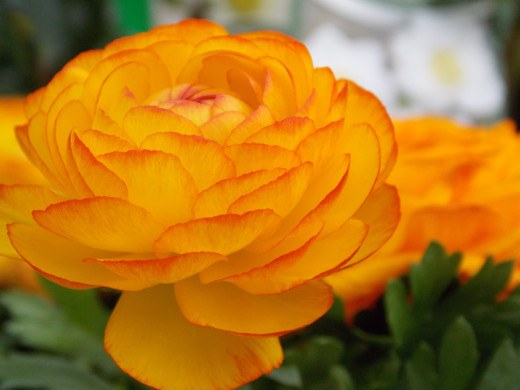 798183 (a): :2500x1875